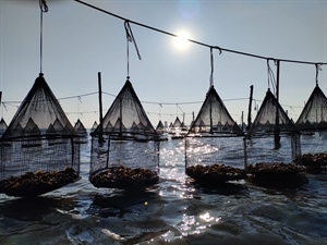 Fedagripesca: Oltre 9 ostriche su 10 consumate in Italia sono straniere. Ridurre l’Iva per sviluppare il mercato nazionale con un potenziale da oltre 60 MLN di euro